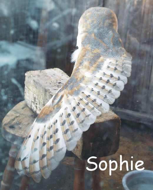 sophie.jpg